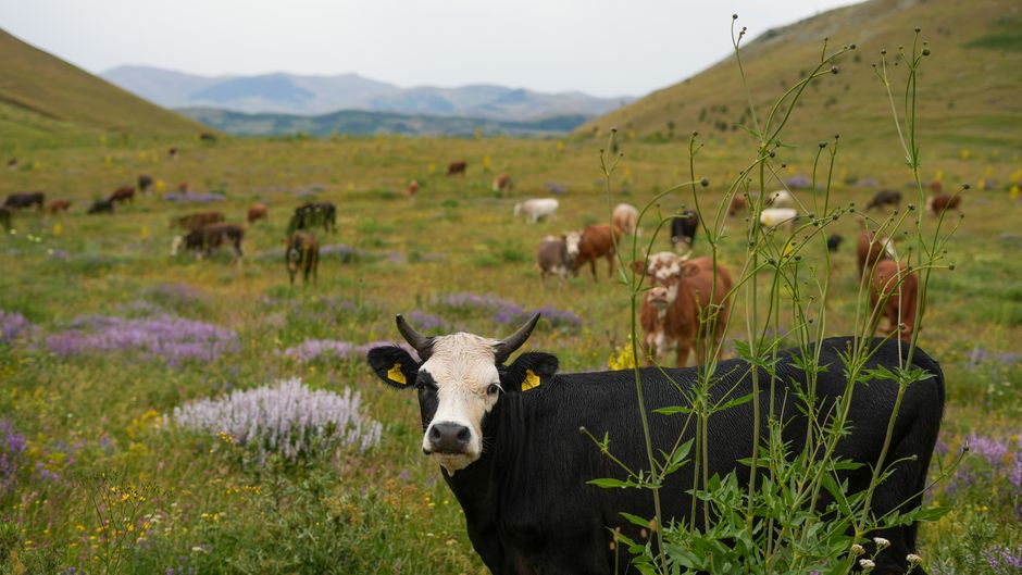 Planina Pretovč