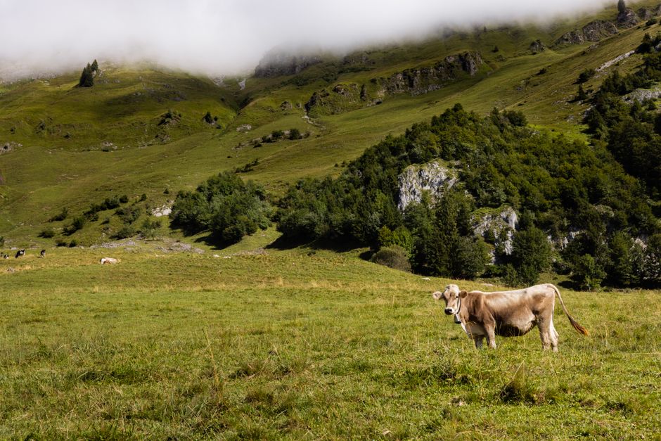Planina Razor