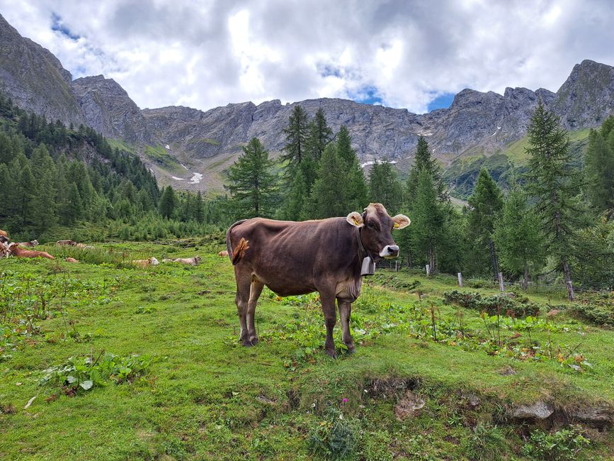 Planšar na Planini Kuhinja pod Krnom